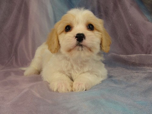 Minnesota life will be great! Male Cavachon puppy for sale #2 Born December 20, 2011